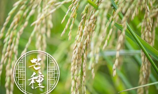 稻谷种子要泡几天才能发芽 稻谷种子需要泡几天才能发芽