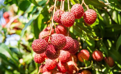 荔枝需要泡水里吗 吃荔枝前到底要不要用水清洗浸泡