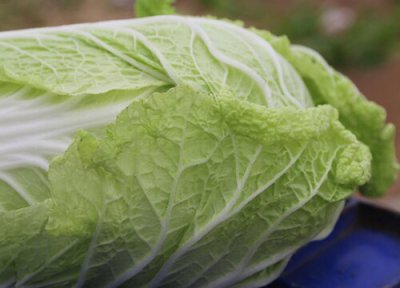 水培白菜注意事项 水培白菜怎么养才能更旺盛