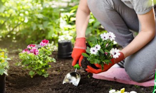 东北适合种植什么花卉 东北盆栽适合养什么花卉