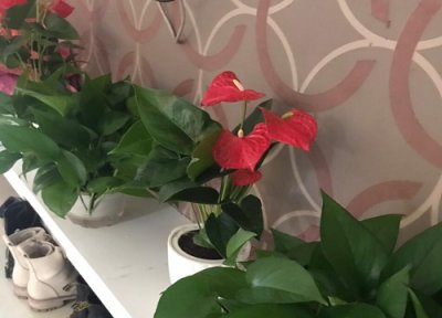 花卉红掌的养护 红掌如何养护花红叶绿生长旺盛