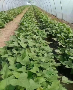 红薯育苗时间和方法 红薯苗什么时候种植怎么种植