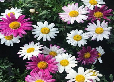 好看的花有哪些品种 什么花卉品种最好看又好养推荐