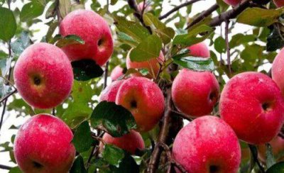 苹果树拉枝的作用 幼树苹果树什么时候拉枝最好