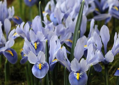 鸢尾怎么醒花 鸢尾鲜花醒花方法