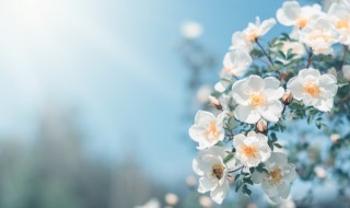 春分可以做什么活动 春分有哪些传统活动