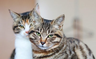 中国本土猫有哪些品种 中国本土猫种类名称和图片