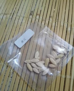 家庭种植黄瓜怎么育苗才好 黄瓜育苗方法和管理技巧