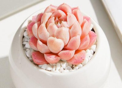 多肉植物冬天怎么养才能安全过冬 多肉应该怎么养活顺利