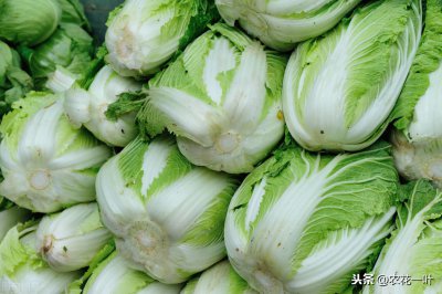 白菜需要防治哪些病害 大白菜常见三大病害及防治方法