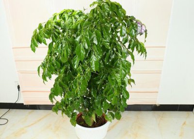 幸福树叶子卷起来是什么原因 叶片卷起来挽救方法