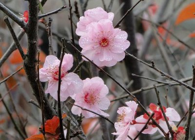 腊梅属于乔木还是灌木 腊梅是乔木还是灌木植物