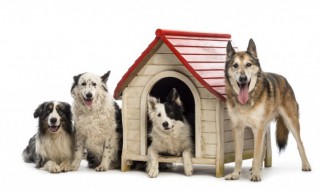 怎样挑选狗 如何挑选一只健康的狗狗