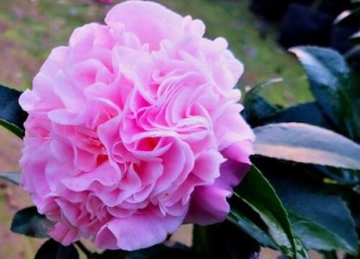 茶花如何快速生长 茶花六月份怎么养可以快速花芽分化