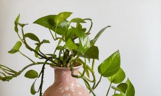 喜阴的室内大叶植物有哪些 喜阴的室内大叶植物介绍