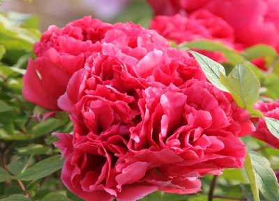 牡丹能在北方庭院种植吗 北方庭院牡丹花如何过冬管理