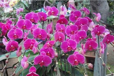 蝴蝶兰的寓意和风水作用 在家里养蝴蝶兰风水好吗