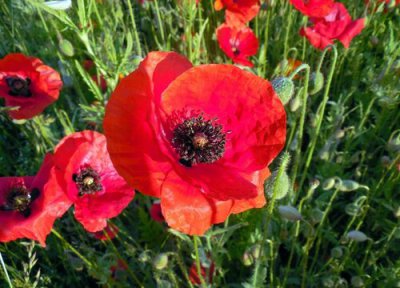 红色虞美人的花语是什么 解读红虞美人代表的象征意义