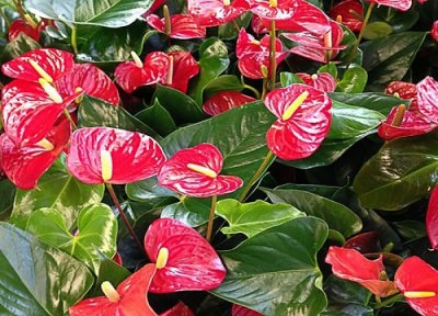 红掌喜阳还是喜阴 红掌花是喜阴还是喜阳