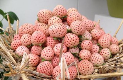 淡雪草莓为什么这么贵 淡雪草莓和普通草莓有啥区别