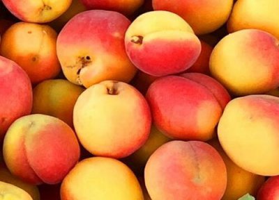 杏子成熟时间 杏子什么时候成熟