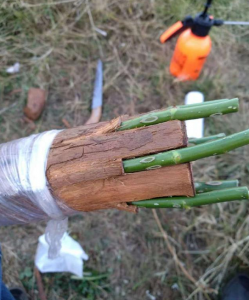 月季花树用什么树桩嫁接 月季花用什么树桩嫁接好成活