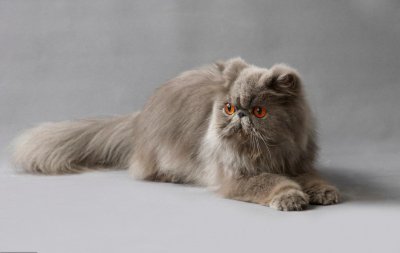 波斯猫为什么不能养 家里养波斯猫的6大缺点汇总