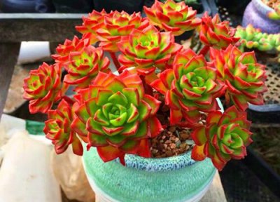 什么是解冻水 花卉盆栽浇解冻水有什么作用