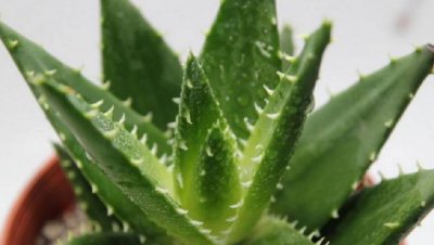 芦荟怎么养才能叶片肥厚 盆栽芦荟怎么施肥才能长得好