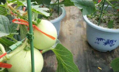 甜瓜如何整枝打杈留瓜 种植露天甜瓜摘心打杈留瓜技术