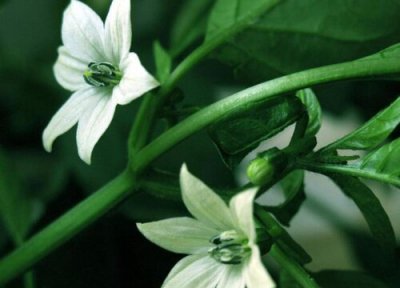 月见草花期时间 月见草花期是什么时候