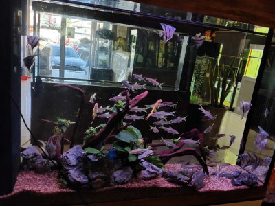 鱼在缸里不停的乱窜是什么原因 鱼在缸里为什么总是乱跳