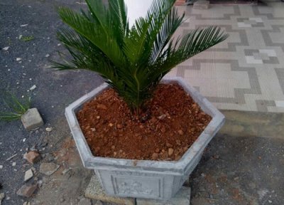 铁树用什么肥料比较好 铁树施什么肥生长快速更茂盛