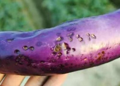茄子炭疽病发病原因 茄子炭疽病的发病原因及治疗方法