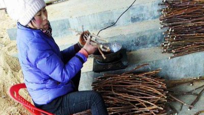 果树嫁接枝条保存方法 怎样处理后储藏嫁接枝条能活