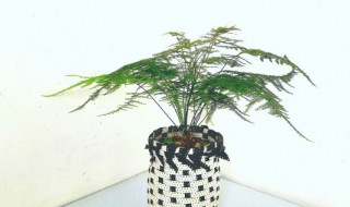 家里客厅摆放花盆好不好 家里客厅适合摆放花盆吗