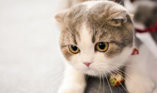 小猫有眼屎怎么办 小猫有眼屎的方法