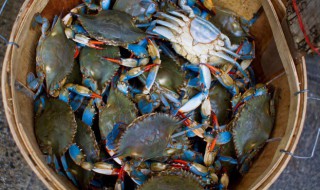 怎样挑选蟹 挑选蟹的技巧