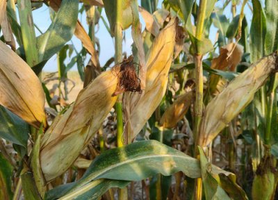 联创玉米种哪个品种好 北京联创种业玉米品种有几个