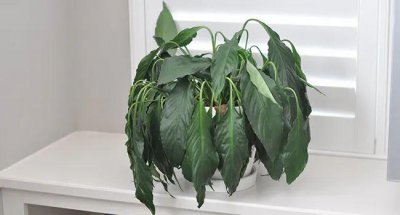 植物叶子发黄干枯是怎么回事 导致家养绿植黄叶的原因