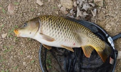 钓鲤鱼最顶级的绝杀饵 野钓鲤鱼最有效的三种自制饵料
