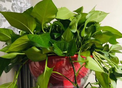 盆栽植物为什么换盆 换土换盆会让植物更旺盛的植物