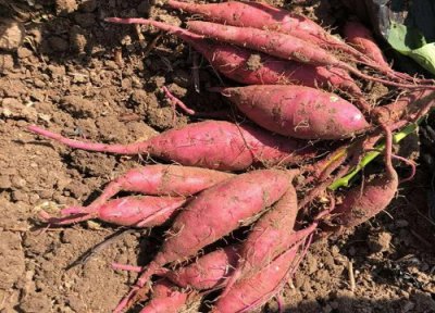 红薯收获时间及注意问题 红薯几月份收获最好