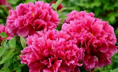 我国国花是哪一种植物 牡丹花体现出国人爱花的境界