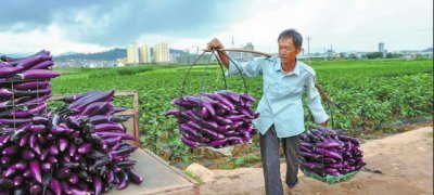 种茄子的步骤及注意事项 种茄子最好的方法与过程