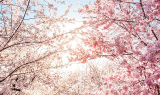 樱桃开的花是什么花 樱桃开的花简介