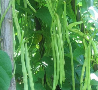 农家小院种什么菜好 农村自家院子内什么蔬菜好种