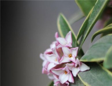 瑞香扦插时间 瑞香扦插生根最快方法