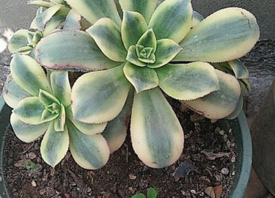 法师多肉适合什么土壤 法师多肉植物养护用什么土壤