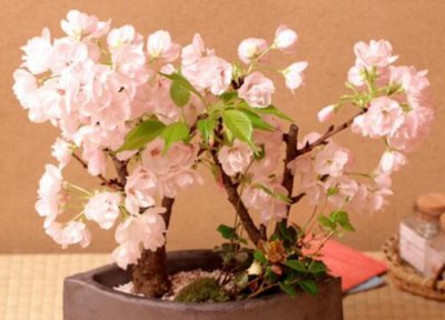 樱花的种植方法和注意事项 盆栽樱花栽培与养护要点